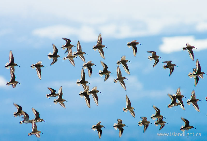 Western Sandpipers in Flight - Cortes Island  Sandpiper photo