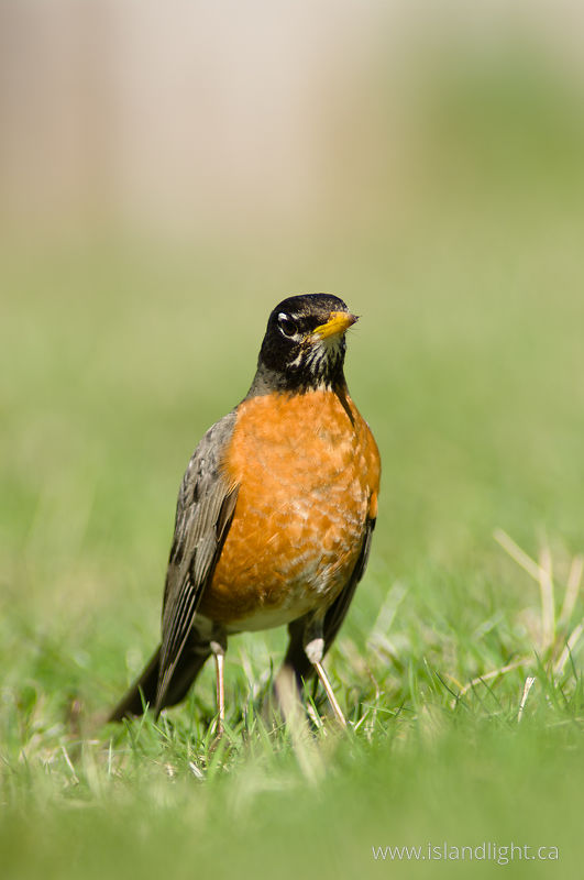 American Robin - Cortes Island Thrush photo