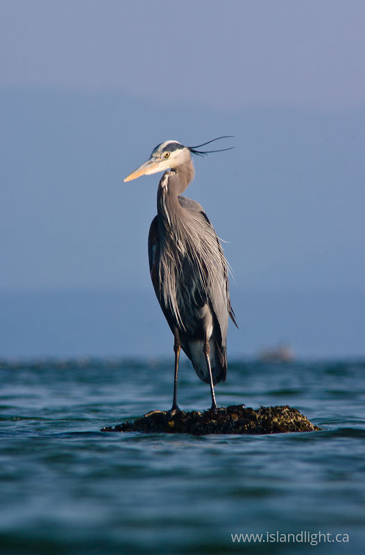   Blue Heron photo