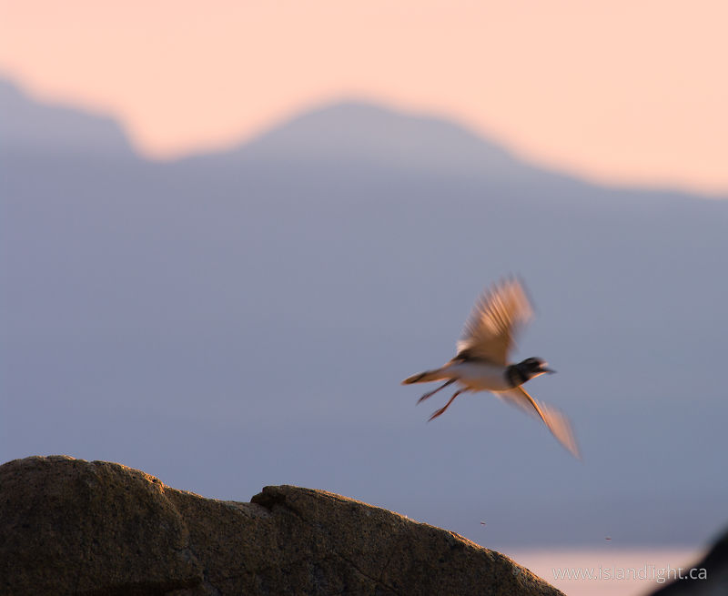 Take Off - Cortes Island Killdeer photo