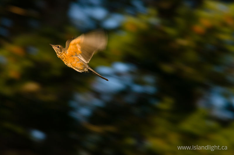 Robin in Flight - Cortes Island Thrush photo