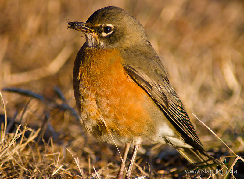 Amarican Robin - Cortes Island Thrush photo