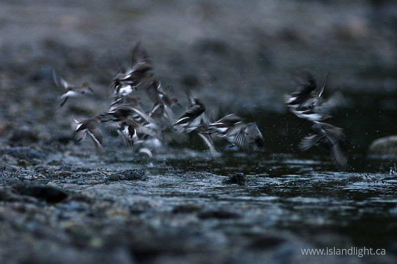 Dunlin Launch - Cortes Island Dunlin photo