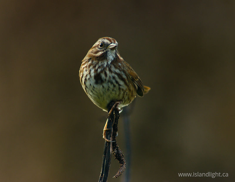 Song Sparrow - Cortes Island Sparrow photo