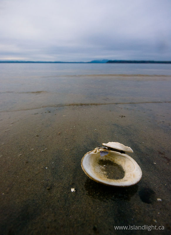 Lone Calm Shell - Cortes Island Clam Shell photo