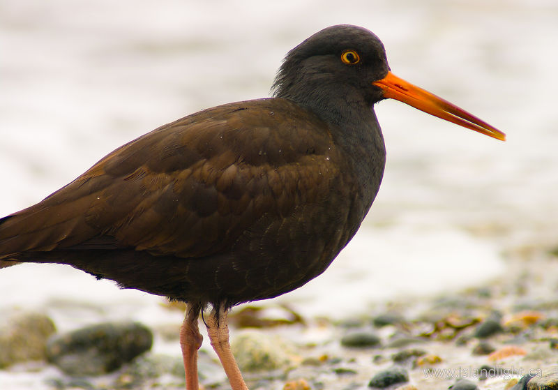 Black Oystercatcher - Cortes Island Oystercatcher photo