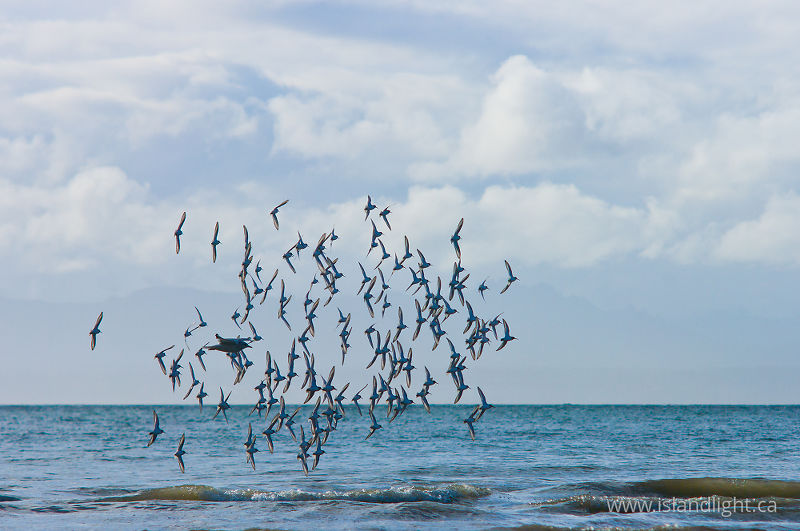 Flying On Edge - Georgia Strait Dunlin photo