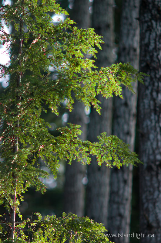 Sunlight on Hemlock Needles - Cortes Island Hemlock Tree photo