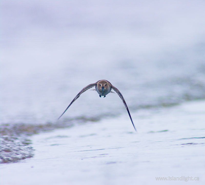 Approaching Dunlin - Cortes Island Dunlin photo
