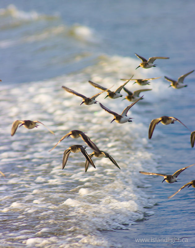 Calidris Alpina - Cortes Island Dunlin photo