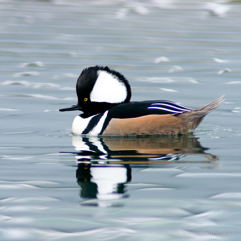 Hooded Merganser Portrait -  Merganser photo