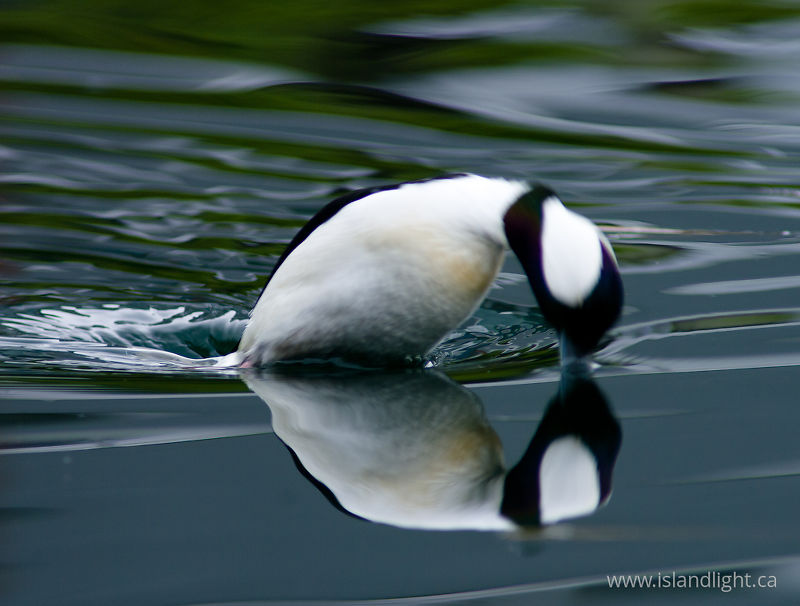 Jumping Buffleheads What Was That!? - Vancouver Duck photo