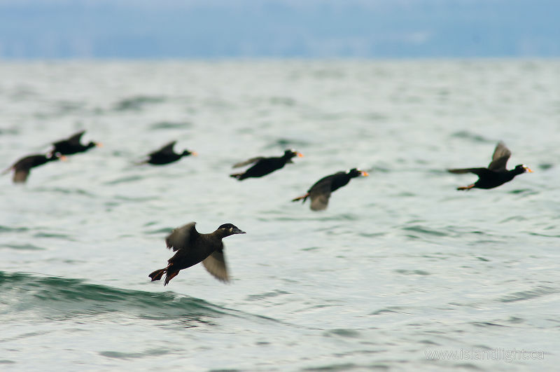 Surf Scoters Landing -   photo