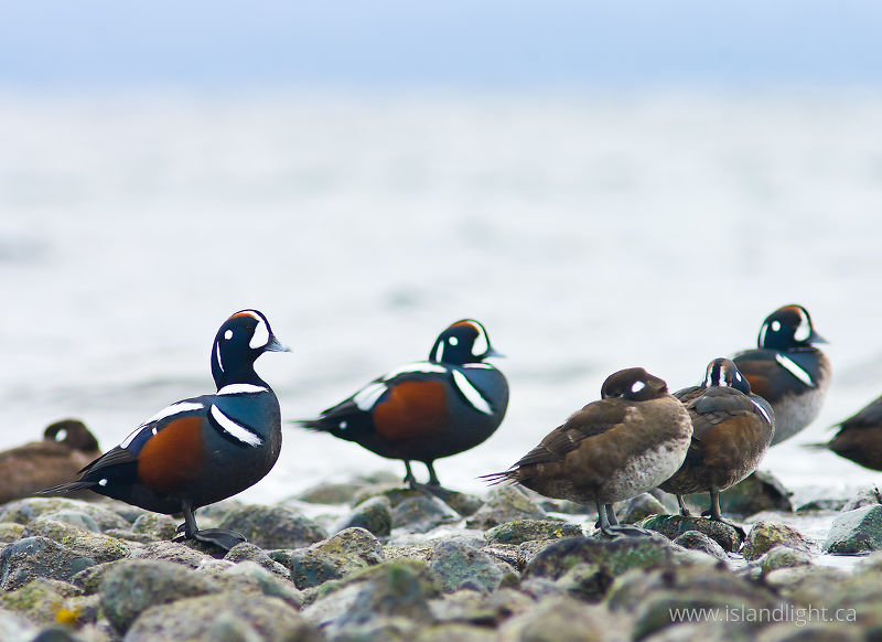Histrionicus Histrionicus - Cortes Island Harlequin Duck photo