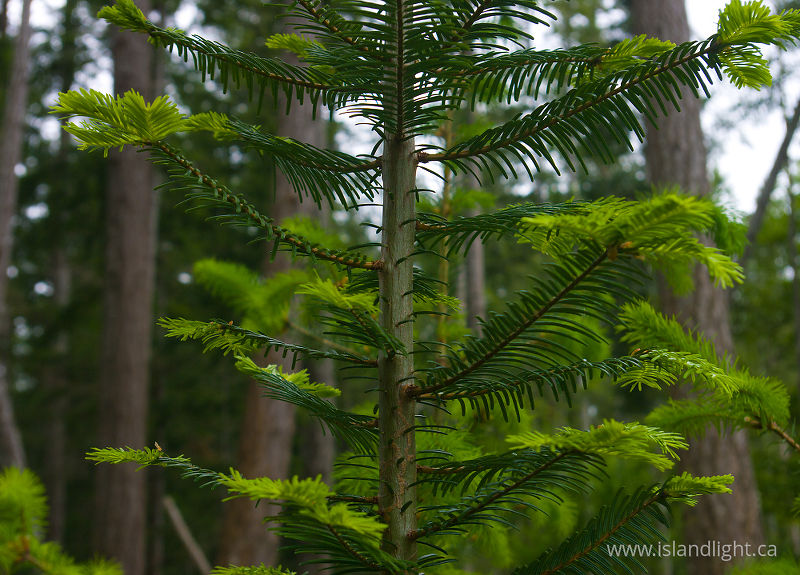 Portrait of a Young Balsam - Cortes Island Fir Tree photo
