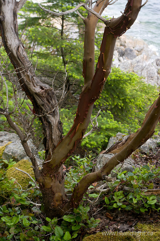 Arbutus Portrait - Cortes Island Arbutus Tree photo