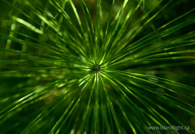 Horsetail Mandala -  Horsetail photo