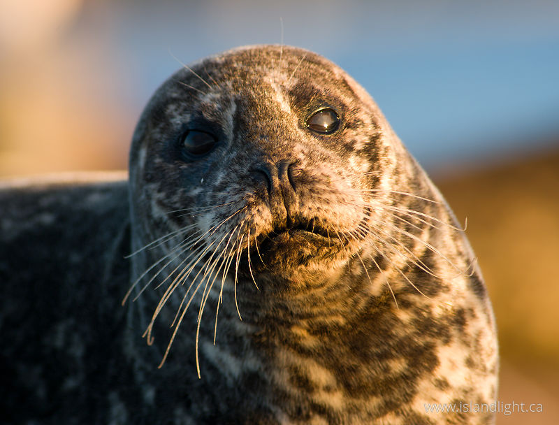 Portrait of a Mother Harbour Seal - Comox Seal photo