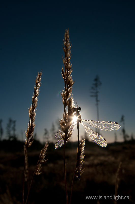 Sunrise Damselfly -   photo