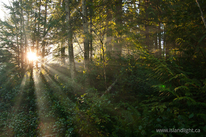 Forest Sunbeams - Cortes Island Forest photo
