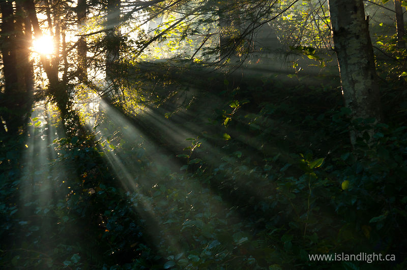 Forest Sunbeams 2 - Cortes Island Forest photo