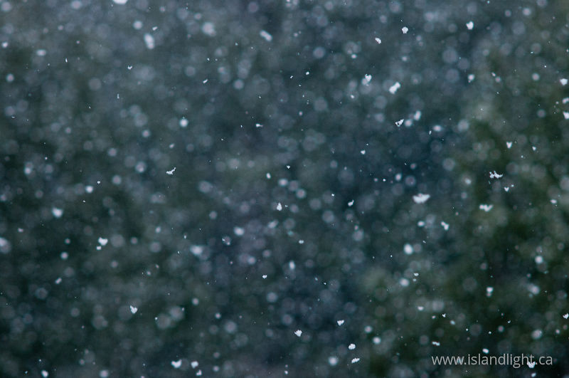 Falling Snow Freez Frame -   photo