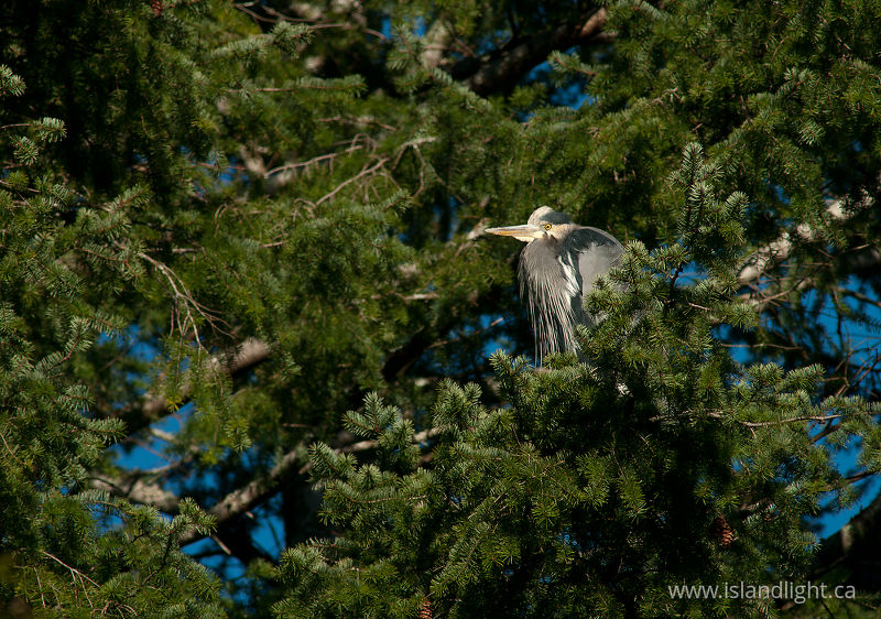 Roosting Great Blue Heron -   photo