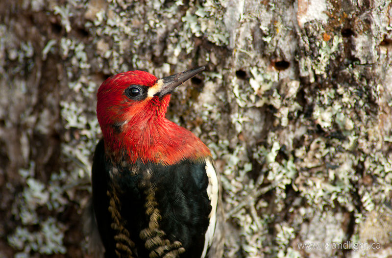 Red-breasted Sapsucker - Cortes Island Woodpecker photo