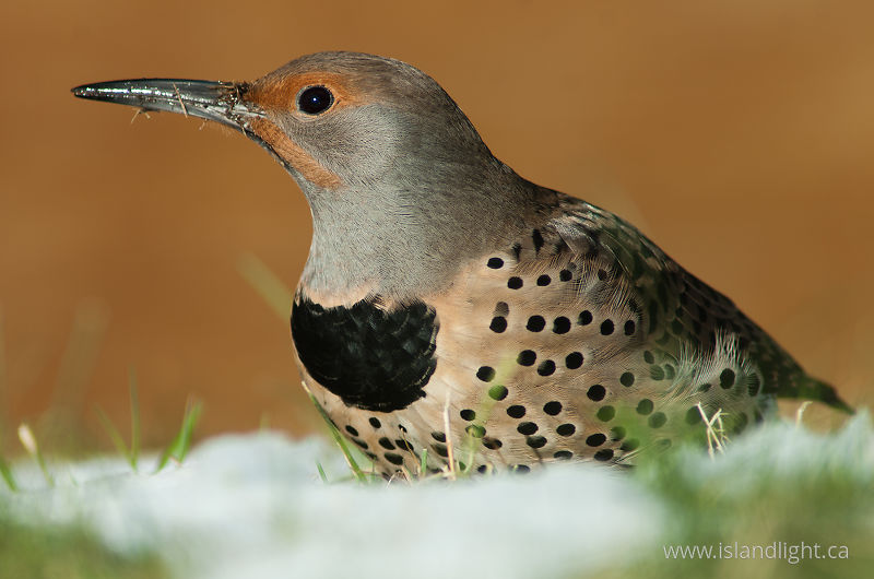 Northern Flicker in Snow - Cortes Island Woodpecker photo