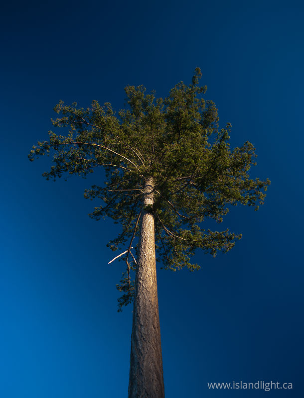Tall Fir - Cortes Island Tree photo