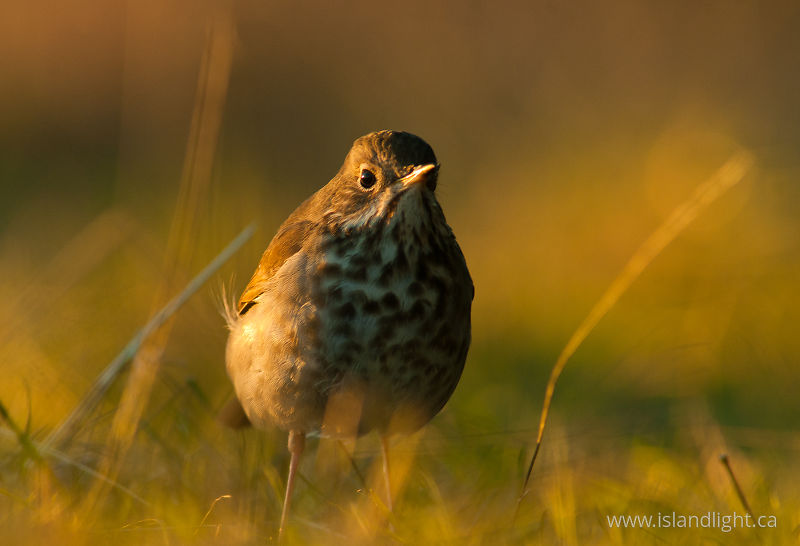 Hermit Thrush Portrait - Cortes Island Thrush photo