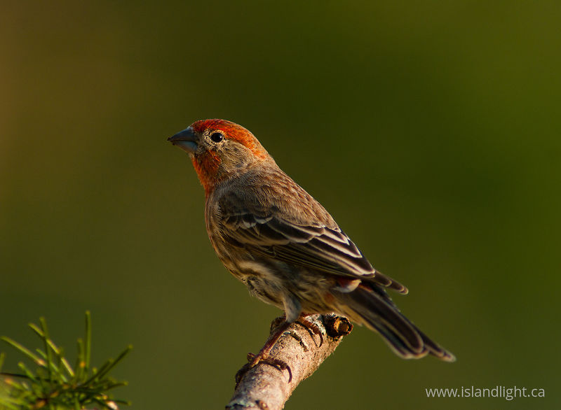 Male House Finch - Cortes Island Finch photo
