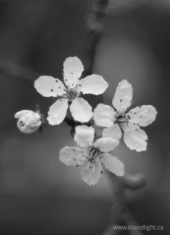Cherry Blossems in Black and White -   photo