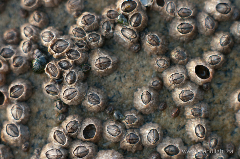 Barnicle Still Life - Cortes Island invertebrate photo
