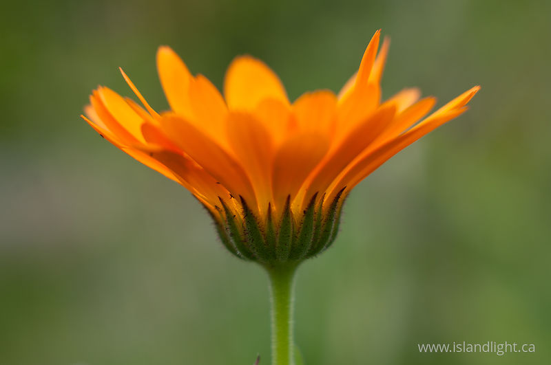 Calendula Flower -  Flower photo