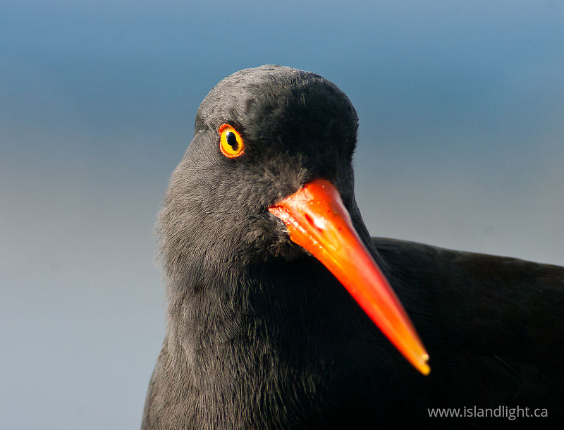 Black Oystercatcher Portrait - Cortes Island Oystercatcher photo