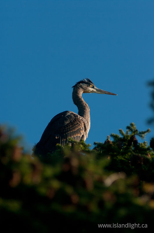   Heron photo