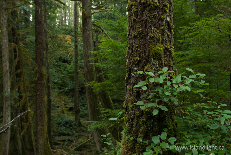 Life in Green Valley - Cortes Island Forest photo