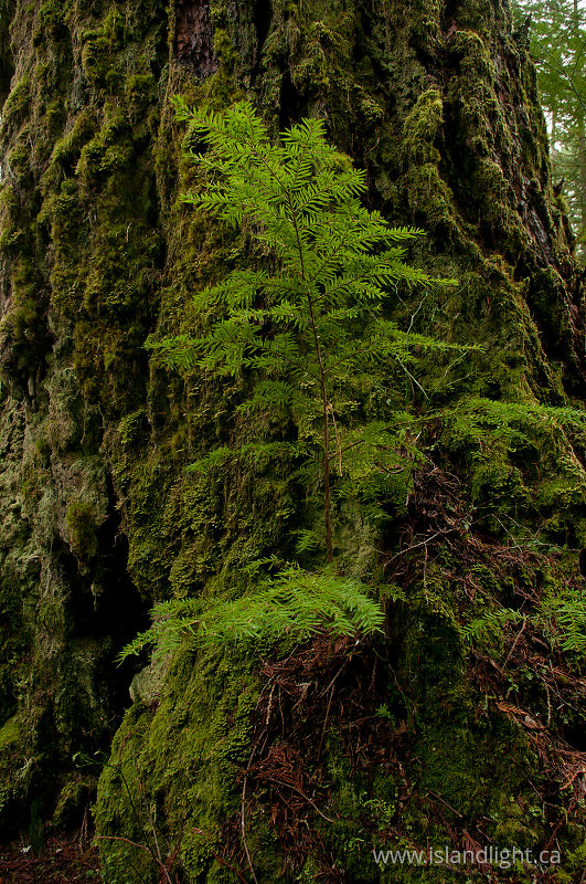 Hemlock/Fir -   photo