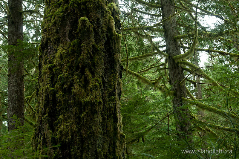 Rainforest Mosses on the Old-growth - Cortes Island Tree photo