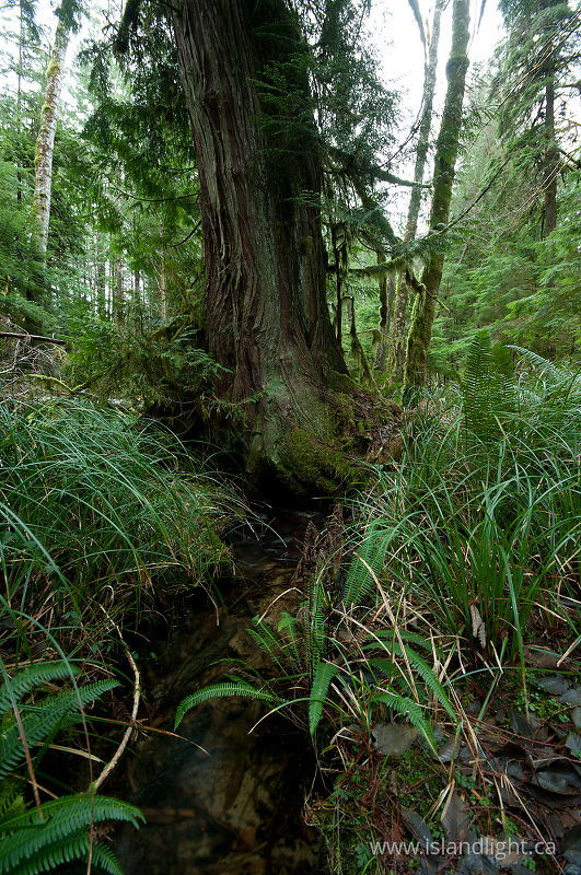 Water Flowing Under Tree - Cortes Island Forest photo