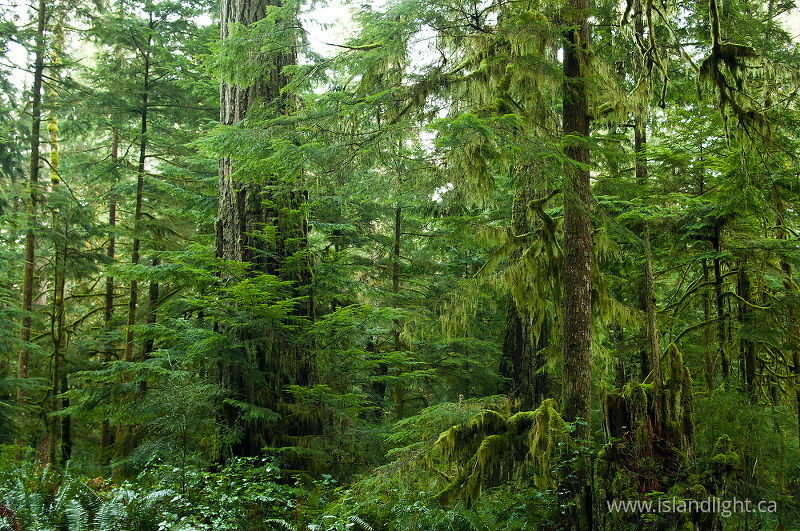 Grandfather Douglas Fir - Cortes Island Forest photo