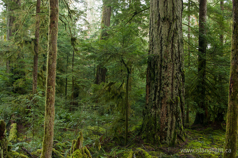 Old-growth Douglas Fir - Cortes Island Forest photo