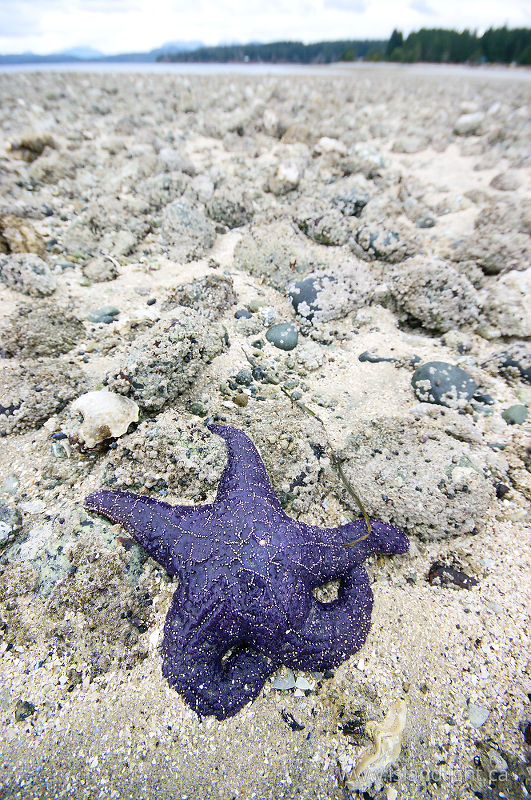 Purple Starfish -   photo