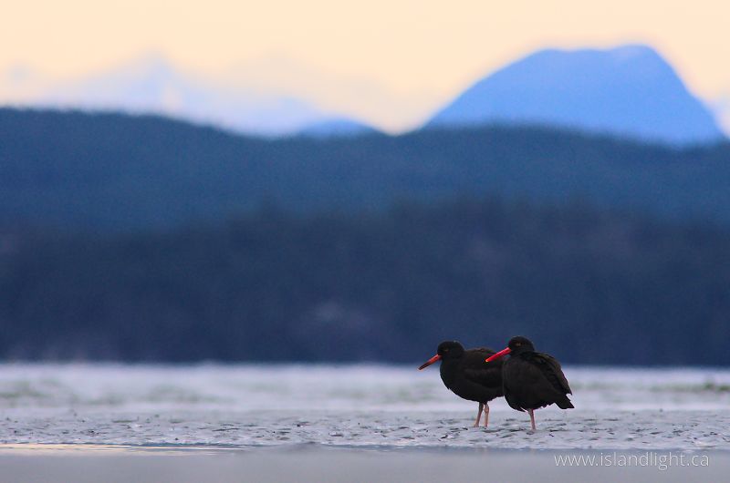   Oystercatcher photo