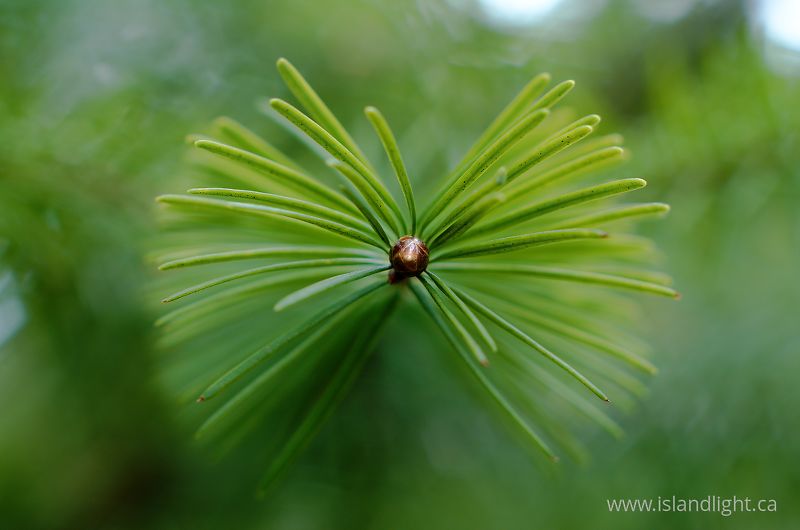   Fir Tree photo