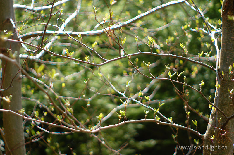 Spring Alder Buds -   photo