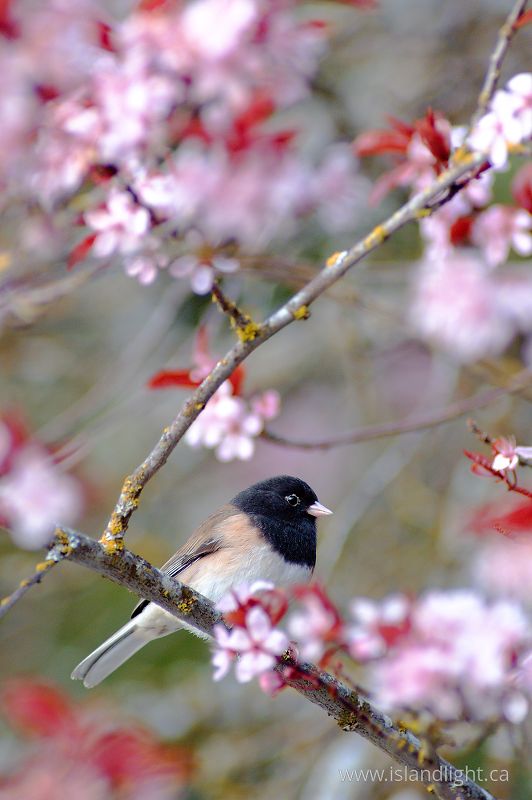   Junco photo