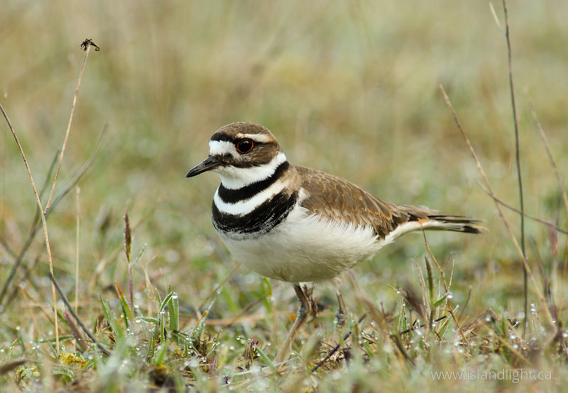 Killdeer - Cortes Island Plover photo