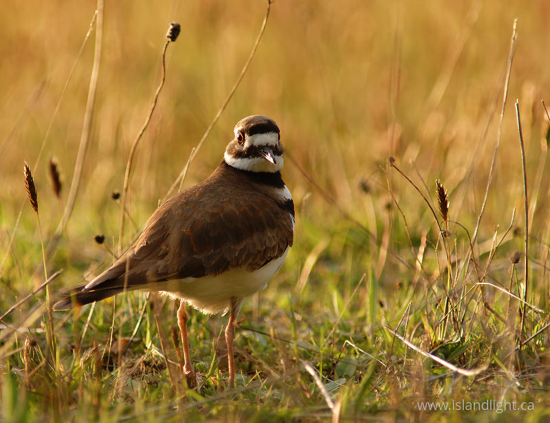 Charadrius vociferus - Cortes Island Plover photo